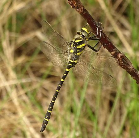 Réf. 232 084 : Cordulegaster boltonii